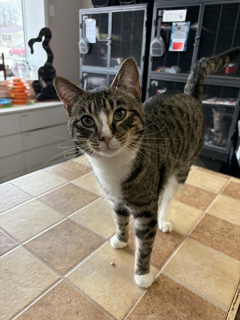 An adult medium-sized male Domestic Short Hair cat named Walt Whiskers for adoption in Gettysburg, PA