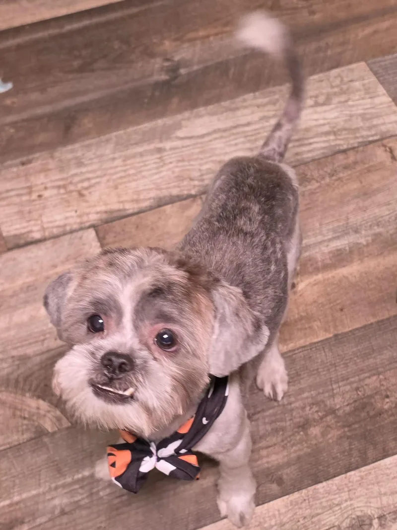 A young small-sized male Gray / Blue / Silver Shih Tzu dog named Eugene for adoption in Edinburg, TX