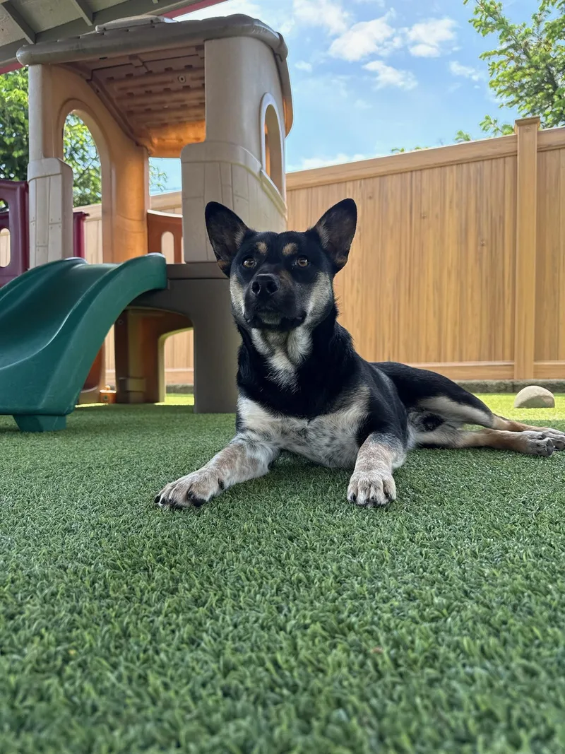 A young medium-sized male Black Cattle Dog dog named Beans for adoption in Vancouver, WA