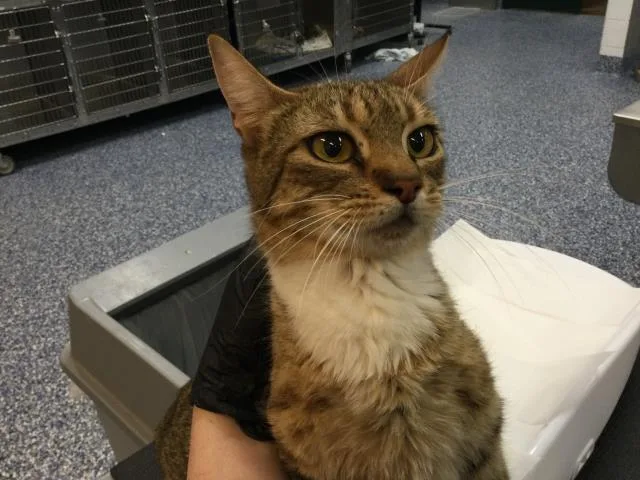 A young small-sized female Domestic Short Hair cat named Boba for adoption in Thousand Palms, CA