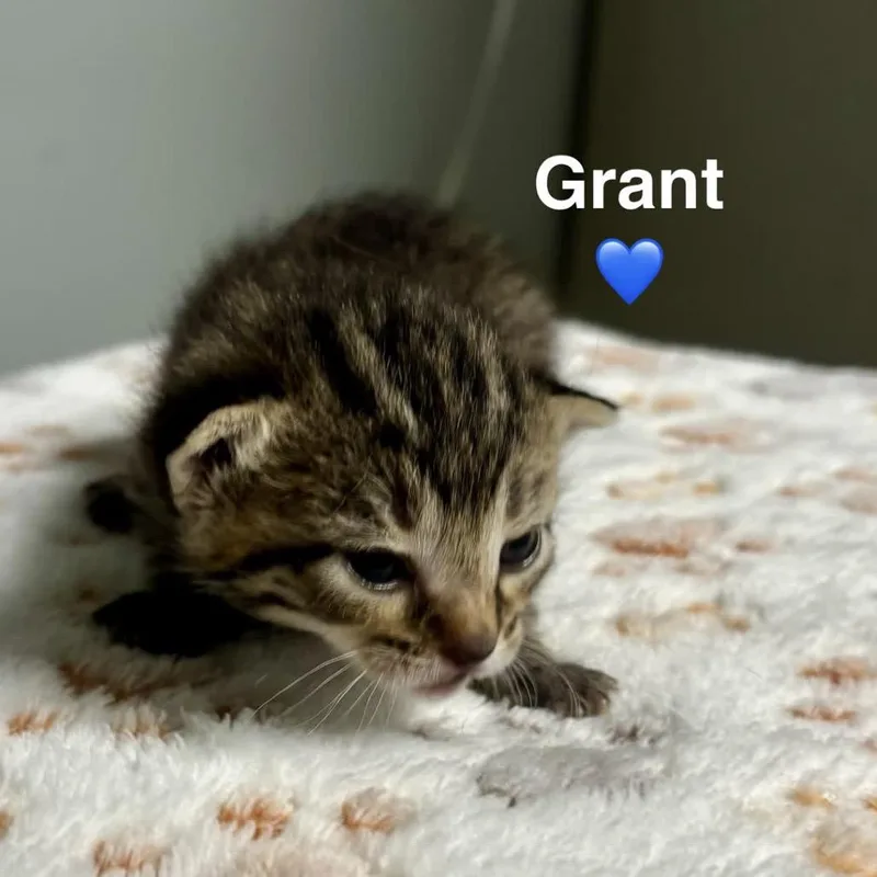 A baby small-sized male Brown / Chocolate Domestic Short Hair cat named Grant for adoption in Peachtree City, GA