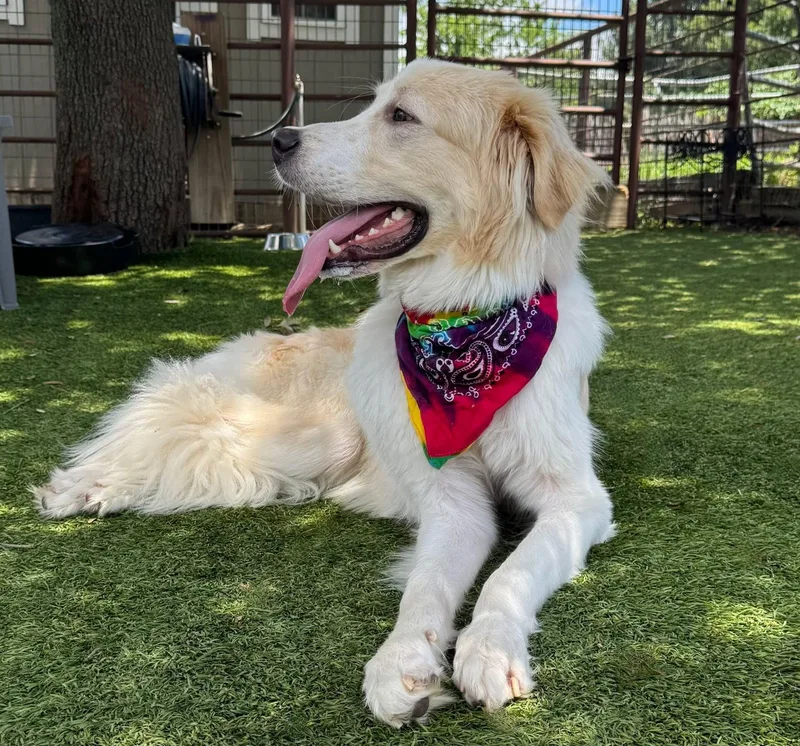 A young large-sized male Great Pyrenees dog named Steve for adoption in Keller, TX