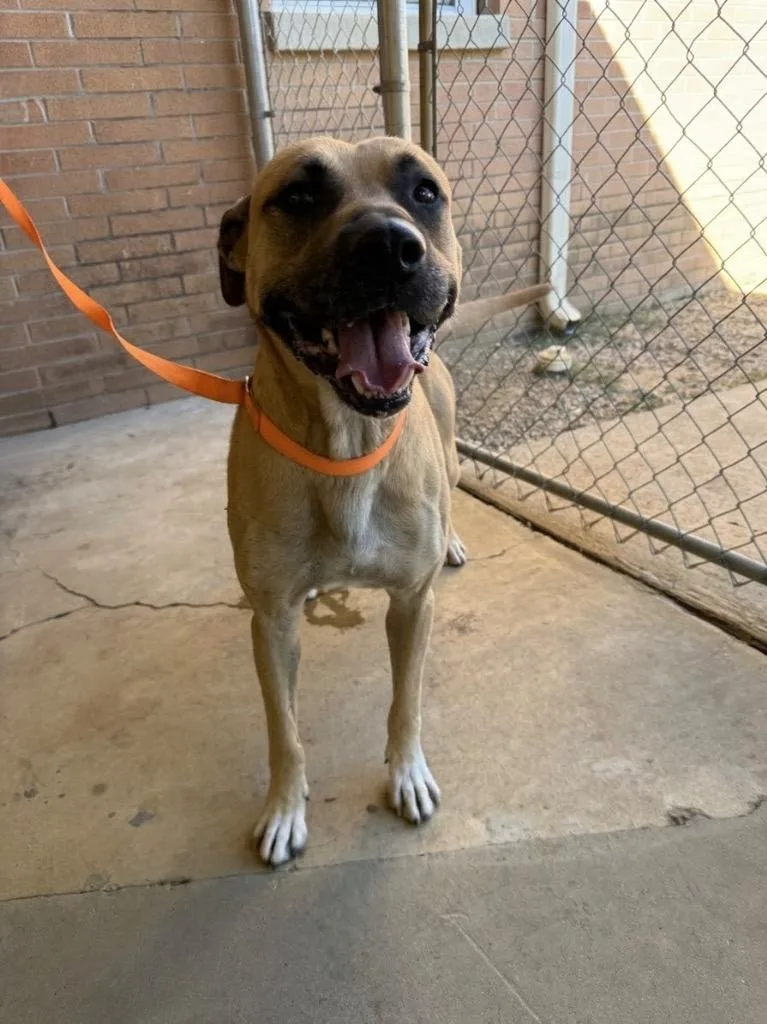 An adult large-sized male Boxer dog named Duke for adoption in Fayetteville, TN
