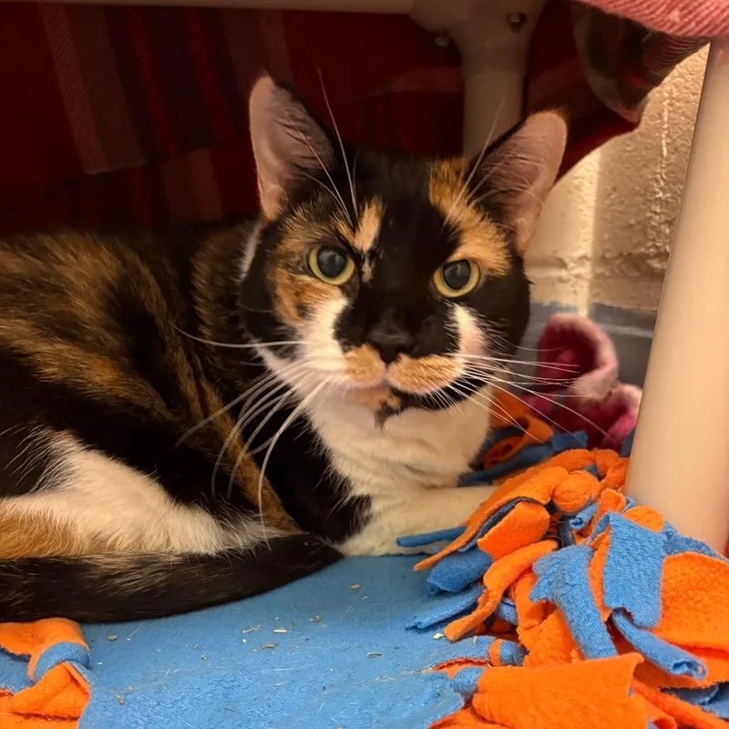 A senior extra large-sized female Calico Domestic Short Hair cat named Patches for adoption in Brockton, MA