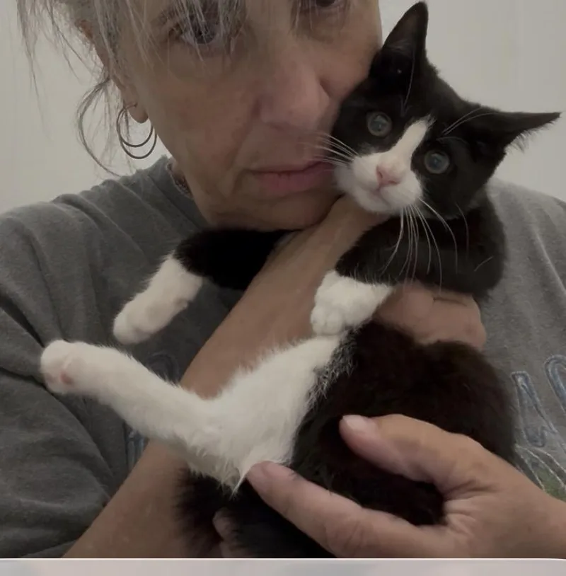 A baby medium-sized female Black & White / Tuxedo Domestic Short Hair cat named Summers for adoption in Roslyn Heights, NY