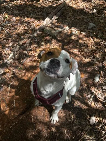 An adult medium-sized female Pit Bull Terrier dog named Oprah for adoption in Spruce Pine, NC