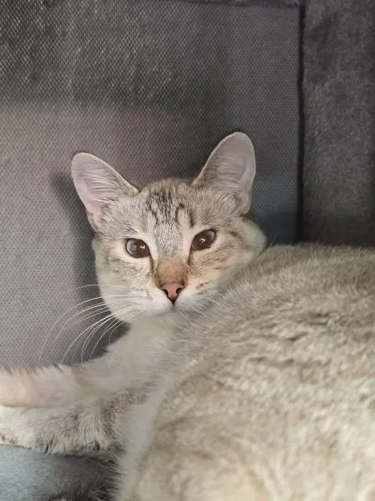 An adult medium-sized female Domestic Short Hair cat named Aster for adoption in Prineville, OR