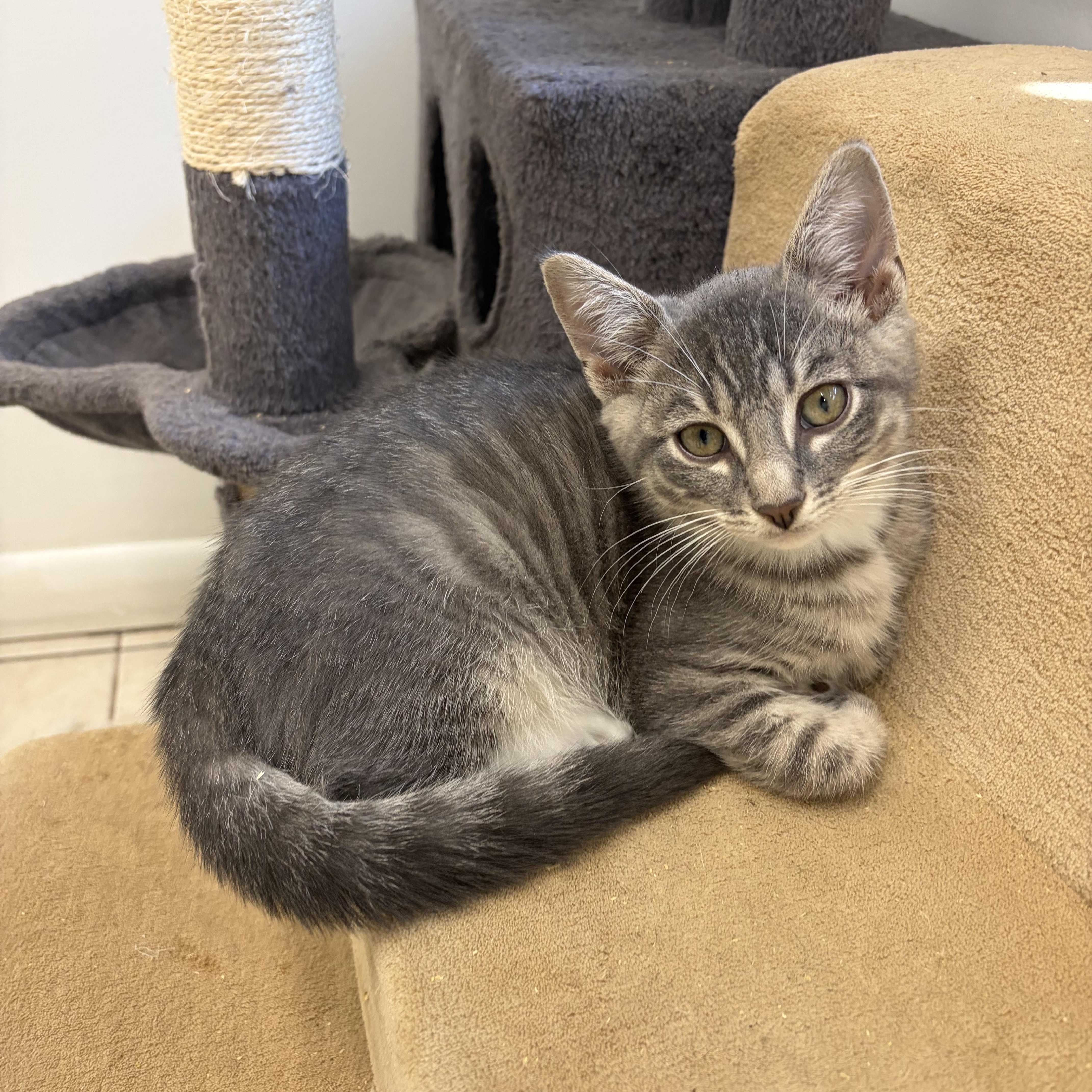 A young medium-sized male Tabby (Gray / Blue / Silver) Domestic Short Hair cat named Christopher for adoption in Southold, NY