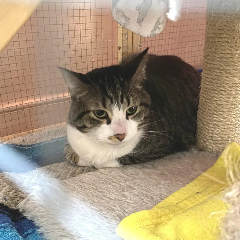 An adult large-sized male Tabby (Brown / Chocolate) Domestic Short Hair cat named Luther for adoption in Hudson, NY