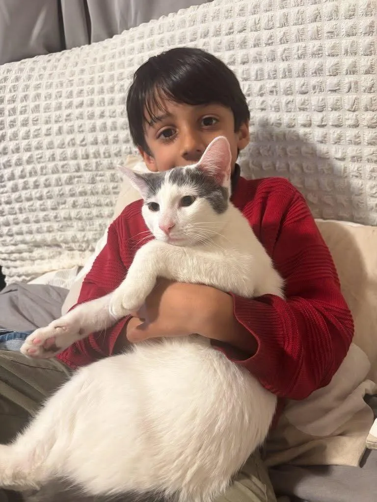 A young medium-sized male Turkish Van cat named Emir for adoption in Monrovia, CA