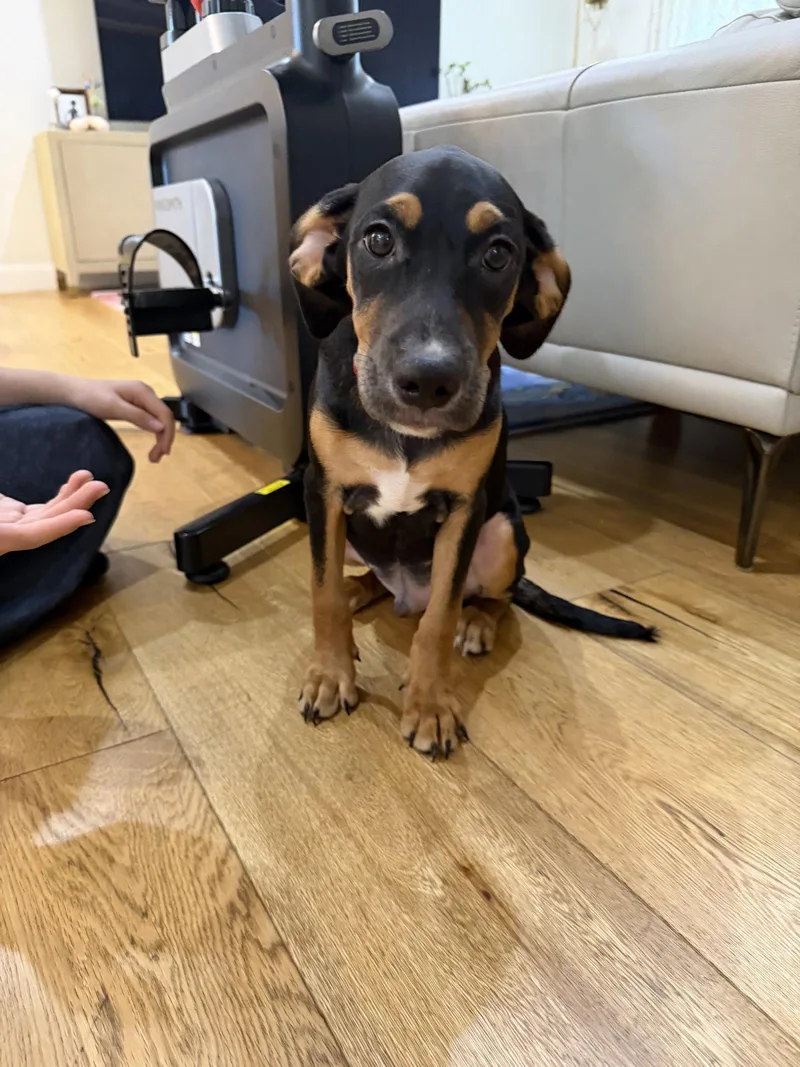 A baby small-sized male Beagle dog named Toby for adoption in Fullerton, CA