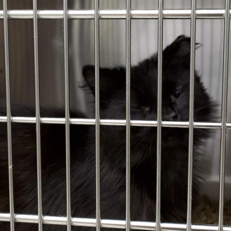 An adult medium-sized male Domestic Medium Hair cat named Shadow for adoption in East Smithfield , PA