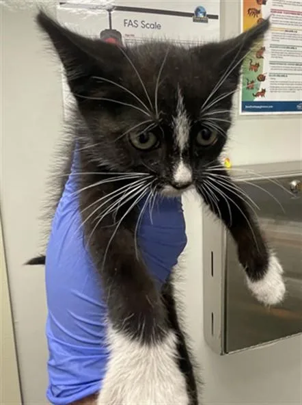 A baby small-sized female Domestic Short Hair cat named Fifi for adoption in Ontario, CA
