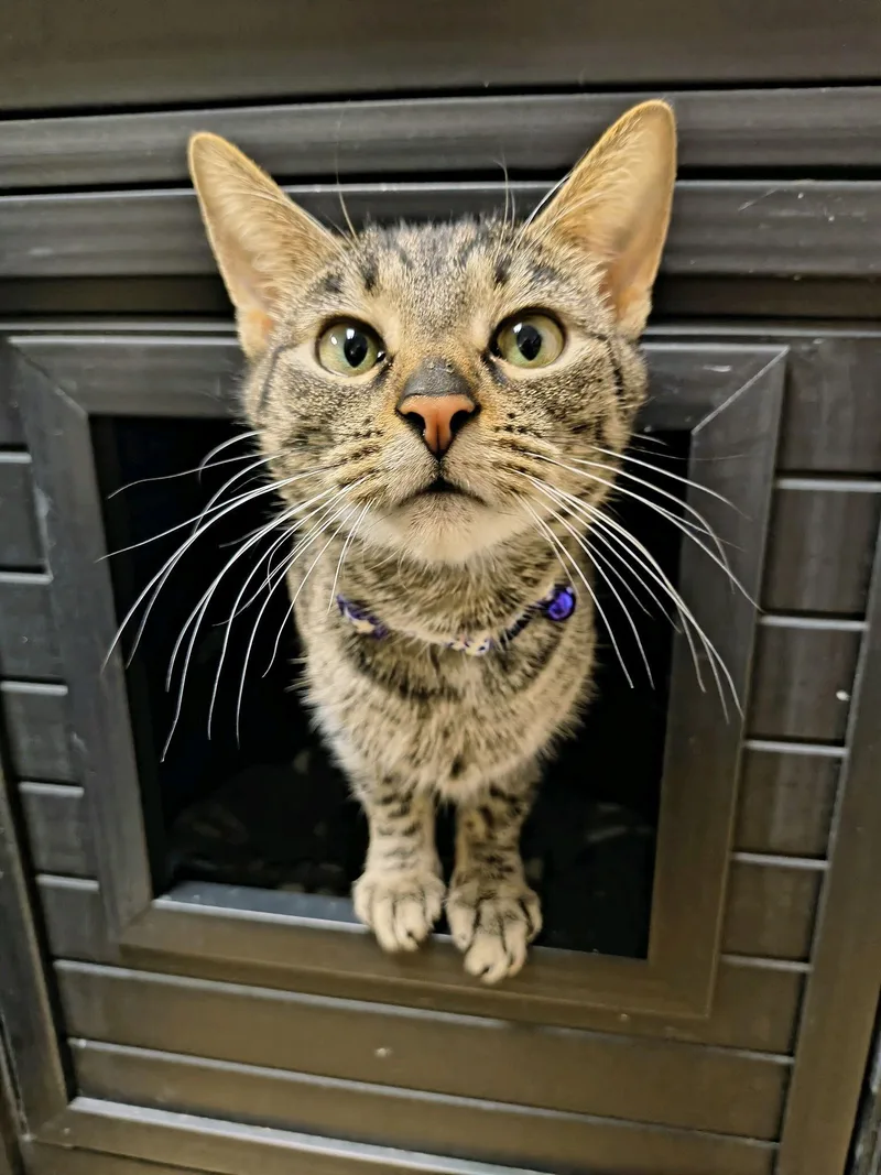 Shamrock thumbnail 2