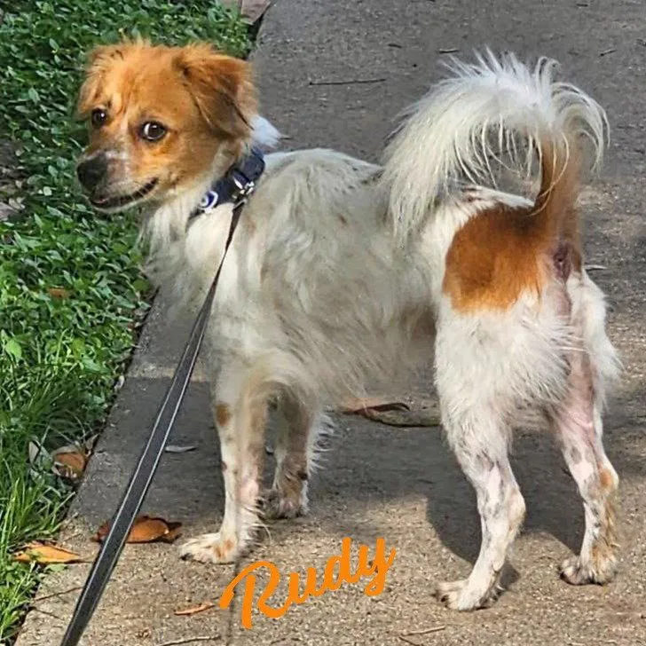 A young small-sized male Cavalier King Charles Spaniel dog named Rudy Lovemagnet for adoption in Houston, TX