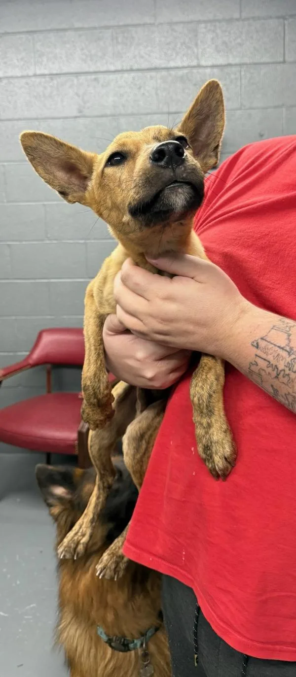 A young medium-sized male Terrier dog named Dingo for adoption in Campbellsville, KY