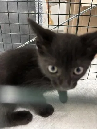 A baby small-sized female Domestic Short Hair cat named Spring for adoption in Cumming, GA