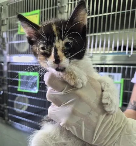 A baby small-sized female Domestic Short Hair cat named Wilhelmina for adoption in Pensacola, FL