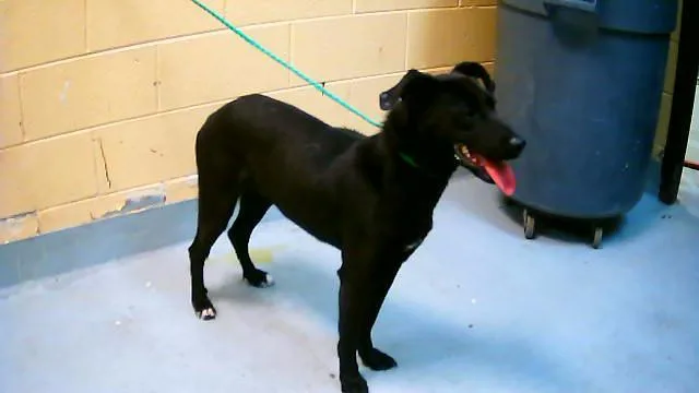 A young medium-sized female German Shepherd Dog dog named Challenger for adoption in Tulsa, OK