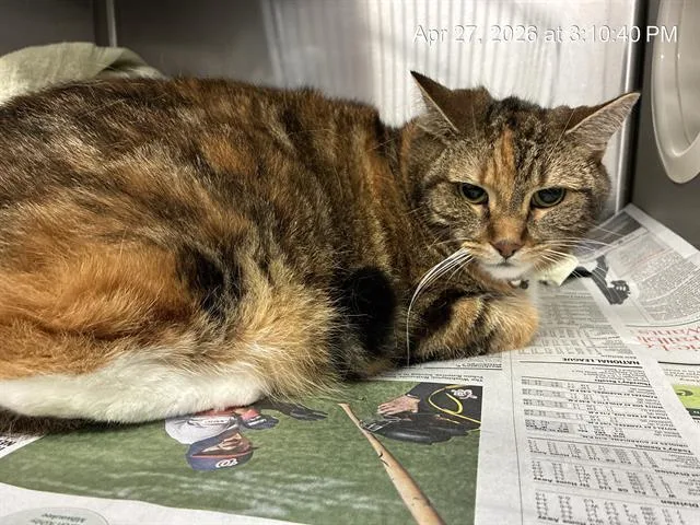 An adult small-sized female Domestic Short Hair cat named Porkie for adoption in Ocala, FL