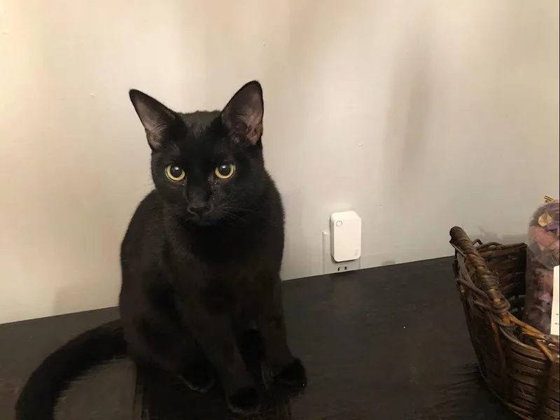 A young medium-sized female Black Domestic Short Hair cat named Skye for adoption in Monrovia, CA