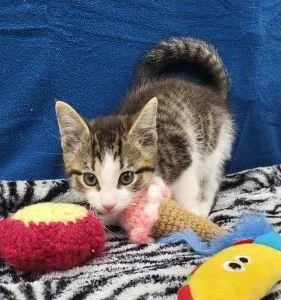 A young medium-sized male Domestic Short Hair cat named Pablo for adoption in Bucyrus, OH