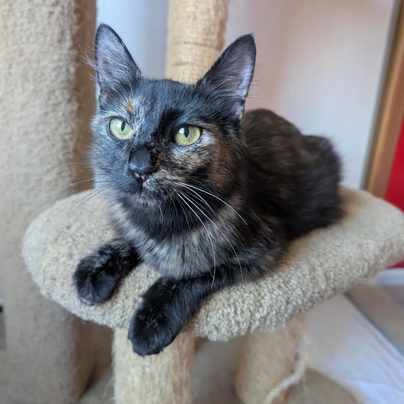 A young medium-sized female Tortoiseshell Domestic Medium Hair cat named Heather for adoption in Priest River, ID