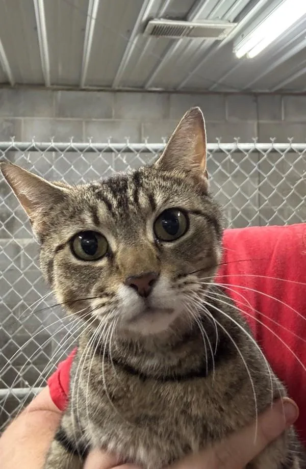 An adult medium-sized female Domestic Short Hair cat named Momma for adoption in Campbellsville, KY