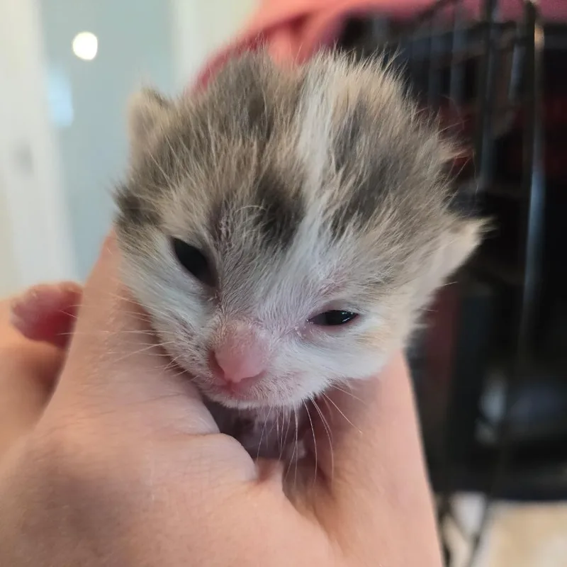 A baby small-sized female Calico Domestic Short Hair cat named Ebhsstray_ for adoption in Brookfield, WI