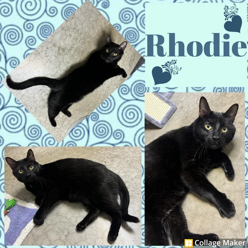 An adult medium-sized male Black Domestic Short Hair cat named Rhodie for adoption in Clearfield, PA