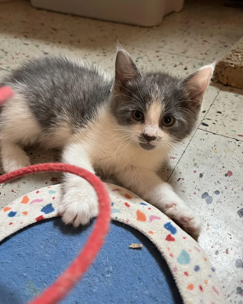 A baby medium-sized female Gray & White Domestic Short Hair cat named Evie Gray for adoption in Trenton, NJ