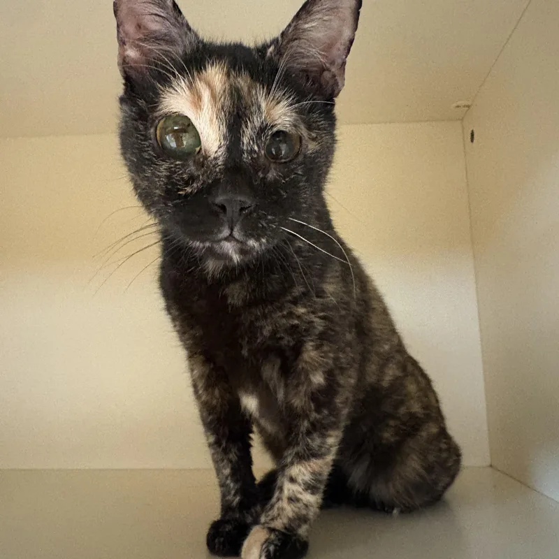 An adult medium-sized female Tortoiseshell Domestic Short Hair cat named Whiskey for adoption in Hays, KS