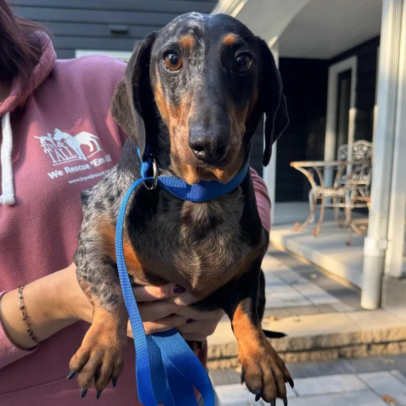 A senior small-sized male Dachshund dog named Meatball for adoption in St. Charles, IL