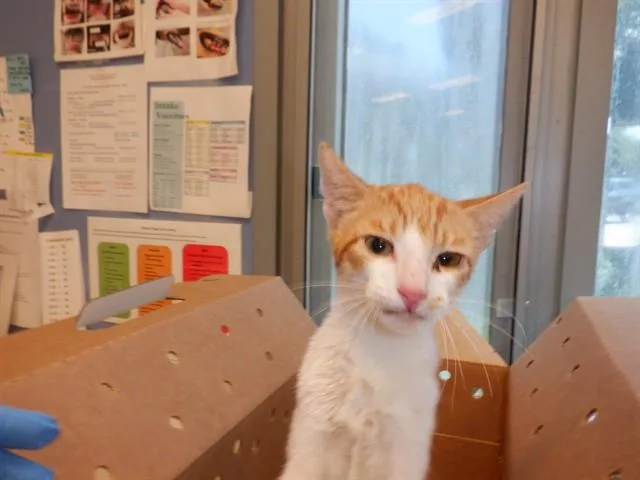 A young small-sized female Domestic Short Hair cat named Tiger for adoption in San Jose, CA