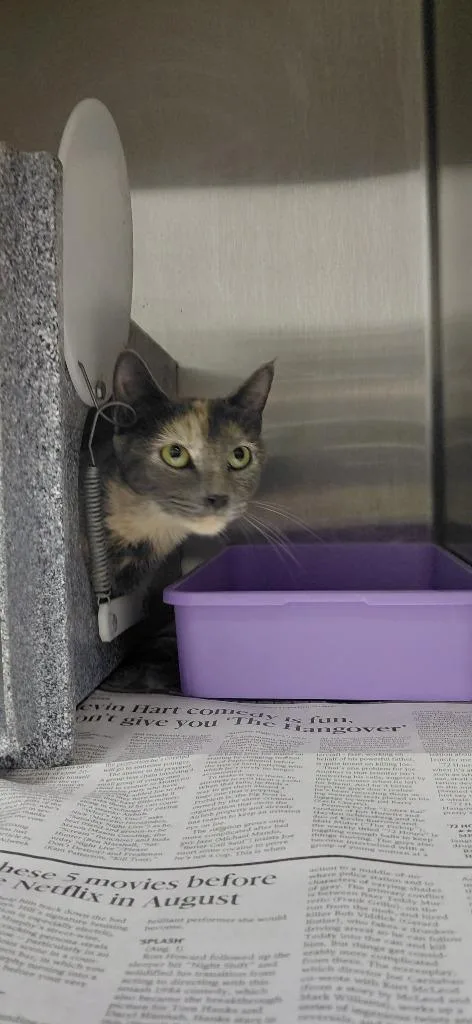 A young small-sized female Domestic Short Hair cat named Mary for adoption in Henderson, NC
