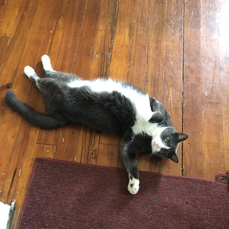 A senior large-sized male Gray / Blue / Silver Domestic Short Hair cat named Socks for adoption in New Fairfield, CT