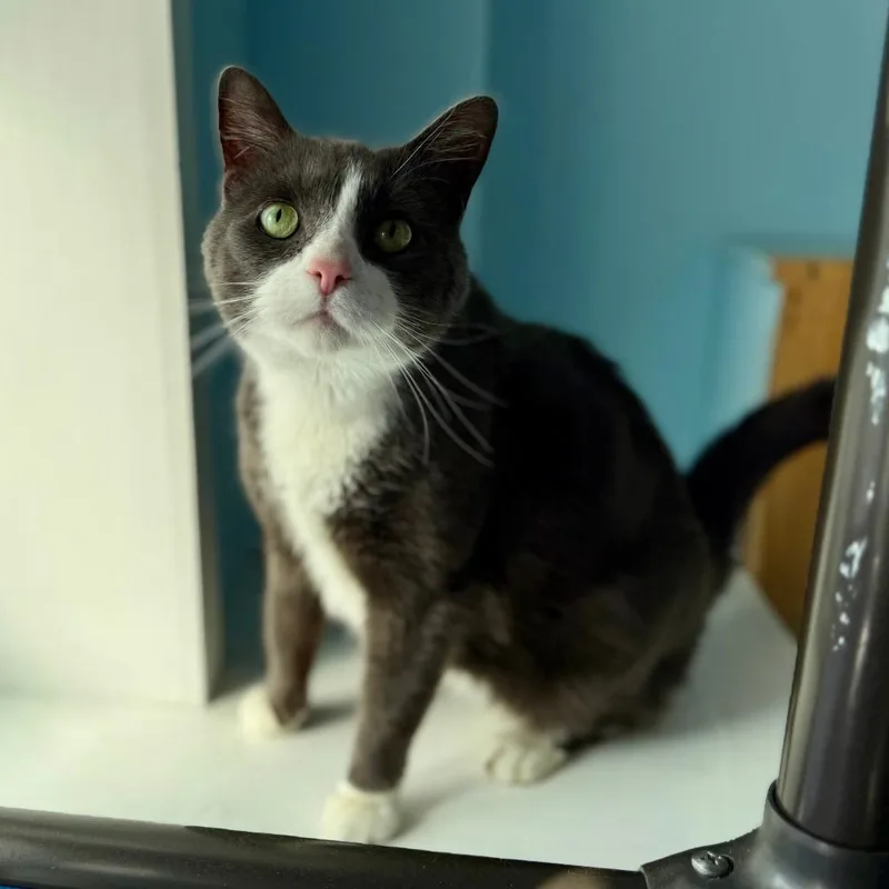 Socks thumbnail 3