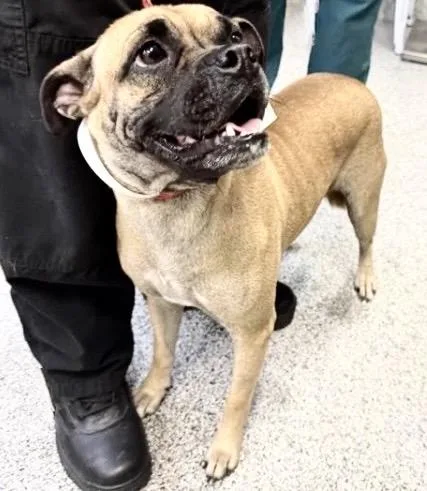 An adult medium-sized female Pug dog named A for adoption in Houston, TX