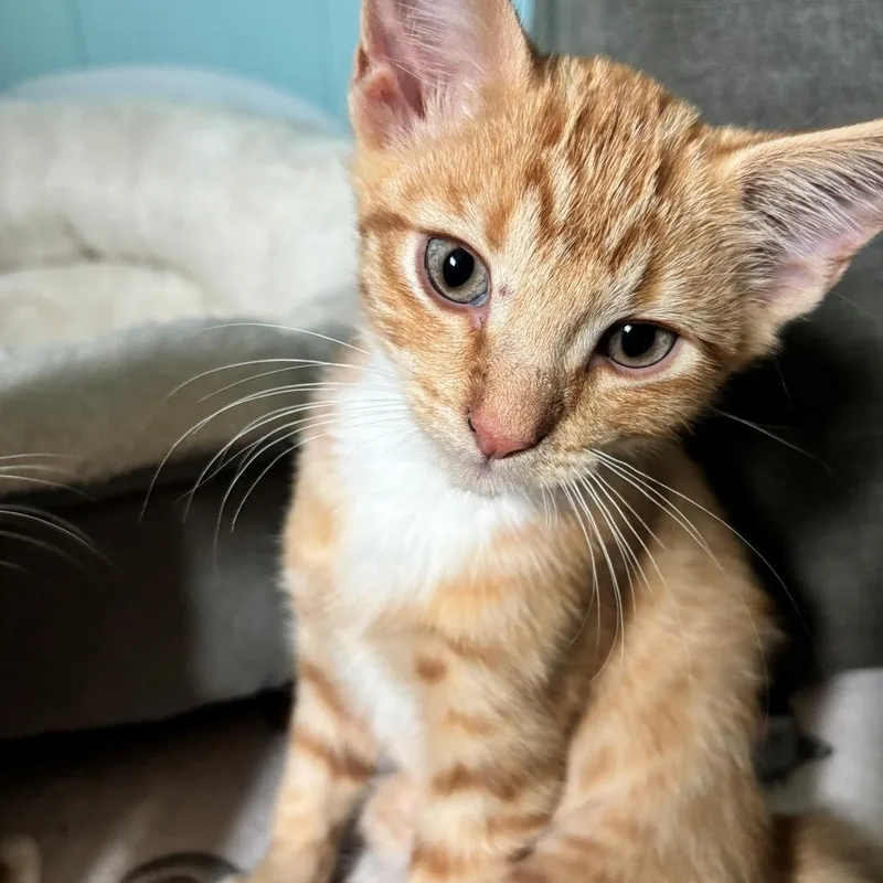 A baby small-sized male Tabby (Orange / Red) Domestic Short Hair cat named Clay Miehe for adoption in Morrison, CO