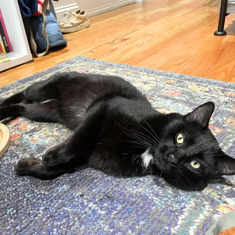 An adult medium-sized male Black Domestic Short Hair cat named Coolaata for adoption in Brooklyn, NY