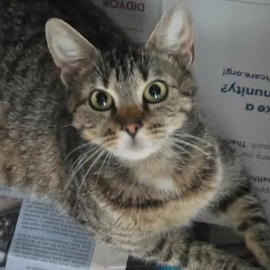 A young medium-sized female Gray / Blue / Silver Domestic Short Hair cat named Emma Jean for adoption in Washington, DC