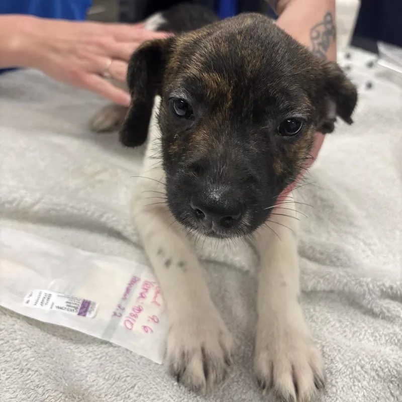 A baby small-sized female Brindle Mixed Breed dog named Xena for adoption in Milton, FL