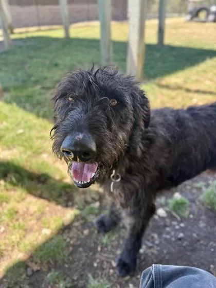 Gus