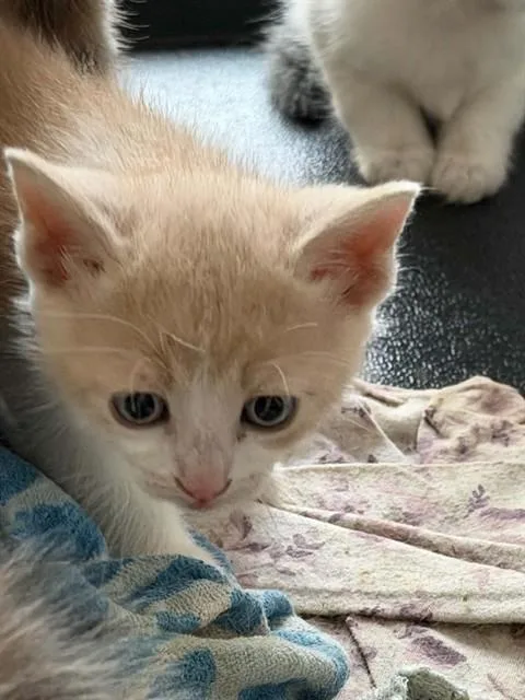 A baby small-sized male Domestic Short Hair cat named Fresh Vegetables for adoption in Fort Walton Beach, FL