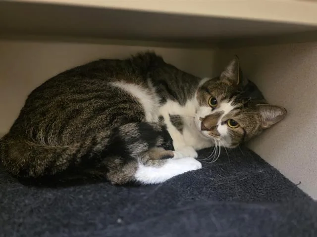 An adult small-sized male Domestic Short Hair cat named Botas for adoption in Denver, CO