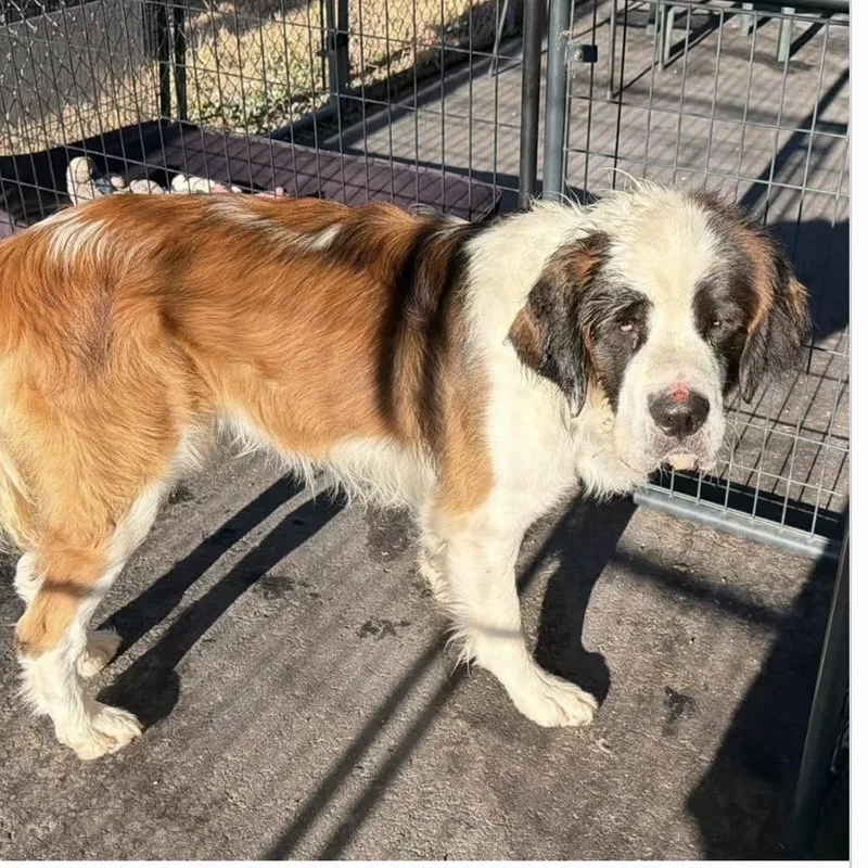 An adult extra large-sized male White / Cream Saint Bernard dog named Simba for adoption in Santa Rosa, CA