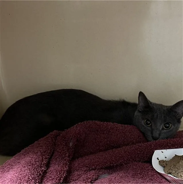 A young medium-sized female Domestic Short Hair cat named Taylor for adoption in Lincolnton, NC