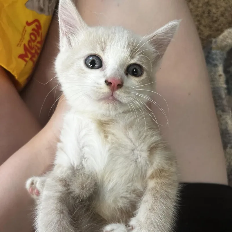 A baby small-sized male Buff / Tan / Fawn Domestic Short Hair cat named Fletcher for adoption in Morganfield, KY