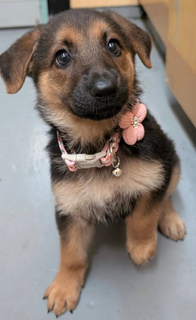 A baby medium-sized female German Shepherd Dog dog named Jolene for adoption in Warren, MI