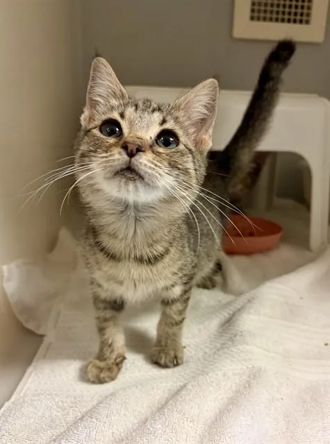 A baby small-sized female Domestic Short Hair cat named Saffron for adoption in Statesville, NC